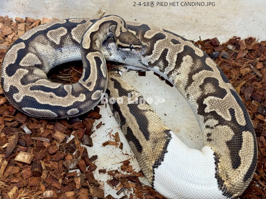PIED HET CANDINO